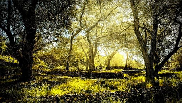 An olive grove with sunlight filtering through the branches of trees in a natural setting. - Olive Oil Times