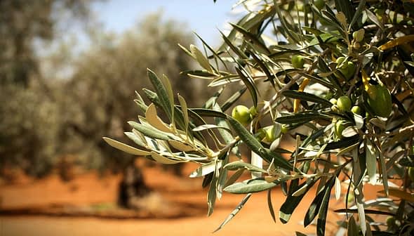 Close-up of an olive tree branch with green olives and leaves in a blurred background. - Olive Oil Times