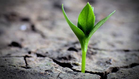 A small green plant emerging from cracked dry soil in a close-up view. - Olive Oil Times