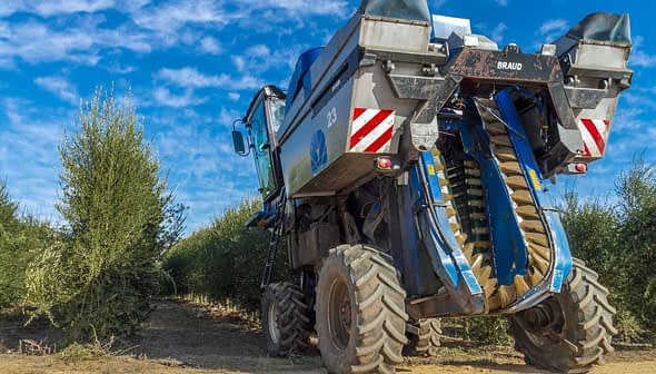 Blue olive harvesting machine positioned between rows of olive trees in an orchard. - Olive Oil Times