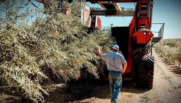 A man observing an olive harvesting machine collecting olives from trees in an orchard. - Olive Oil Times