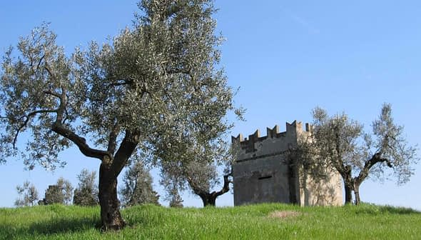 Stone structure surrounded by olive trees on a grassy hill under a clear blue sky. - Olive Oil Times
