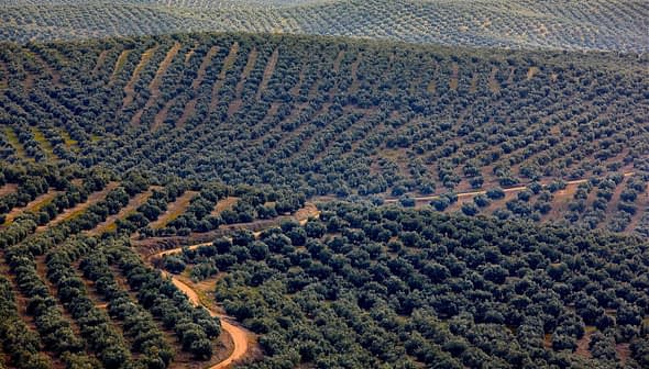 Aerial view of olive tree fields arranged in rows across rolling hills. - Olive Oil Times