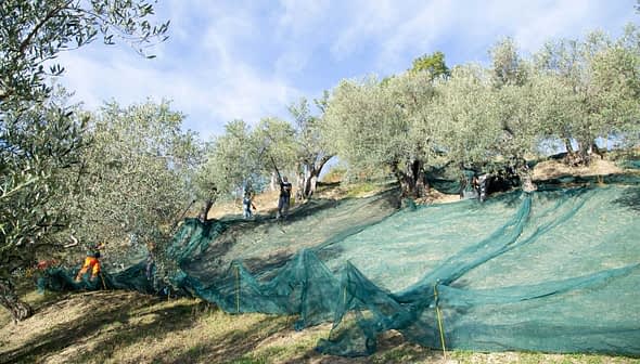 Workers using nets for olive harvesting in an olive grove under a clear sky. - Olive Oil Times