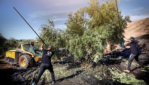 Two workers using poles to harvest olives from a tree with a tractor in the background. - Olive Oil Times
