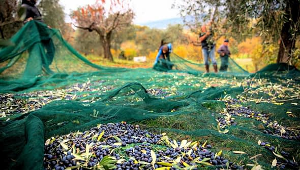 Workers collecting olives from the ground using green nets during the harvesting process. - Olive Oil Times