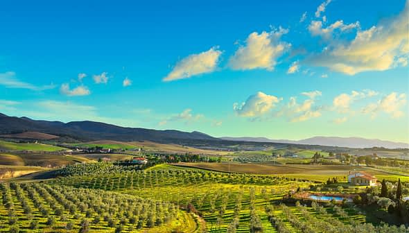 A panoramic view of olive groves and rolling hills under a blue sky with clouds. - Olive Oil Times