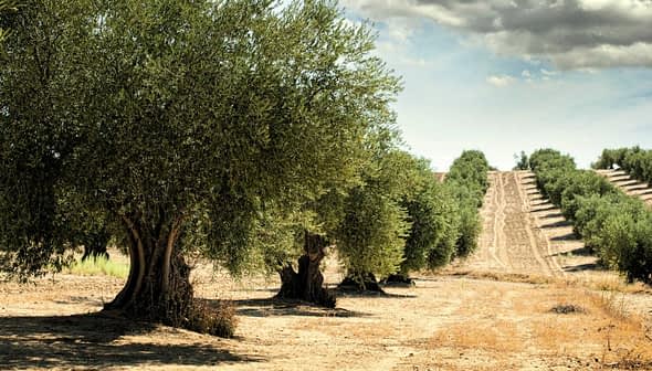 Row of olive trees in a field with dry soil and distant hills under a cloudy sky. - Olive Oil Times