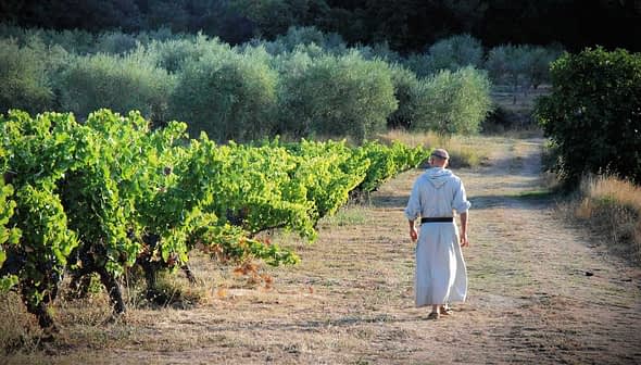 A monk in a robe walking along a path between rows of grapevines in a vineyard. - Olive Oil Times