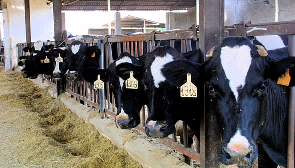 A row of dairy cows with identification tags in a barn setting, standing behind wooden barriers. - Olive Oil Times