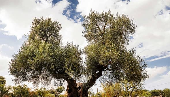 A large olive tree with thick branches and green leaves against a cloudy sky. - Olive Oil Times