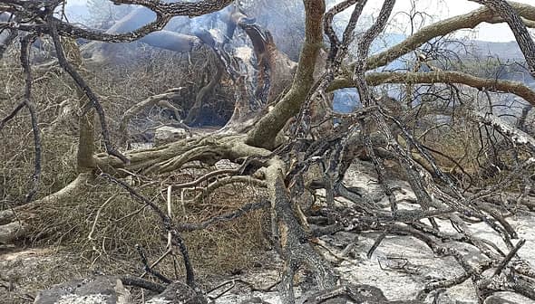 Burned remains of an olive tree with charred branches and a grayish background. - Olive Oil Times