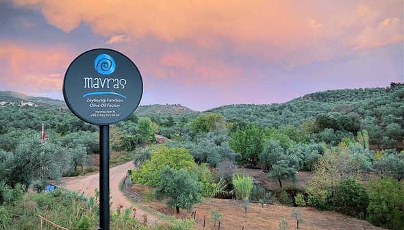 Sign for Mavras Olive Oil Factory with a scenic background of olive trees and a colorful sky. - Olive Oil Times
