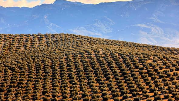 Aerial view of a large olive grove with rows of olive trees and distant mountains. - Olive Oil Times