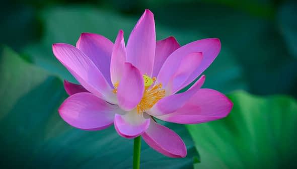 A pink lotus flower with petals and a yellow center, surrounded by green leaves. - Olive Oil Times