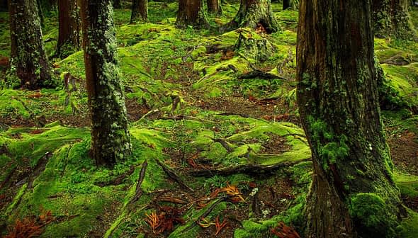 Forest floor covered in green moss with tree trunks and roots visible. - Olive Oil Times