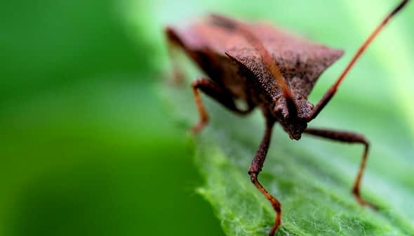 Close-up of a brown insect resting on a green leaf with a blurred background. - Olive Oil Times