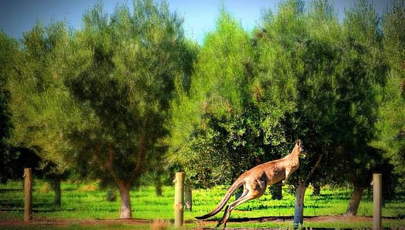 A kangaroo leaping through a grove of olive trees in a green landscape. - Olive Oil Times