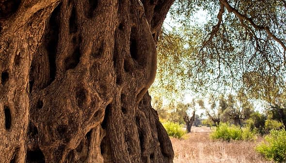 Close-up view of an olive tree trunk displaying textured bark and gnarled features. - Olive Oil Times
