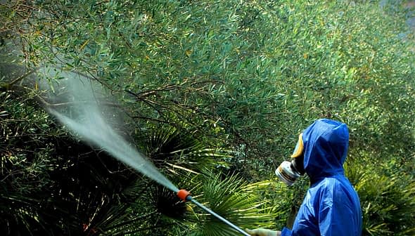 Individual in protective gear spraying pesticide on green plants with a handheld sprayer. - Olive Oil Times