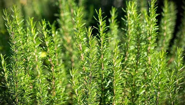 Close-up of green rosemary herb plants with slender leaves in a garden setting. - Olive Oil Times