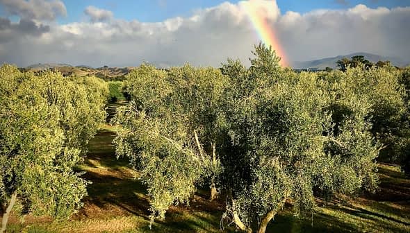 Olive trees in a grove with a rainbow visible in the background under a cloudy sky. - Olive Oil Times