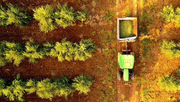 Aerial view of a green tractor collecting olives from trees in an orchard. - Olive Oil Times