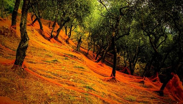 Olive trees in a grove with orange nets spread across the ground for harvesting olives. - Olive Oil Times