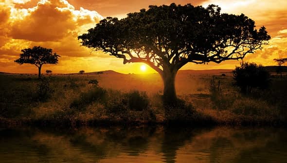 Silhouetted tree against a sunset with clouds and a reflective body of water. - Olive Oil Times