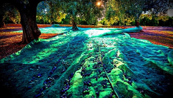 Green nets spread out on the ground with fallen olives during an olive harvesting process. - Olive Oil Times