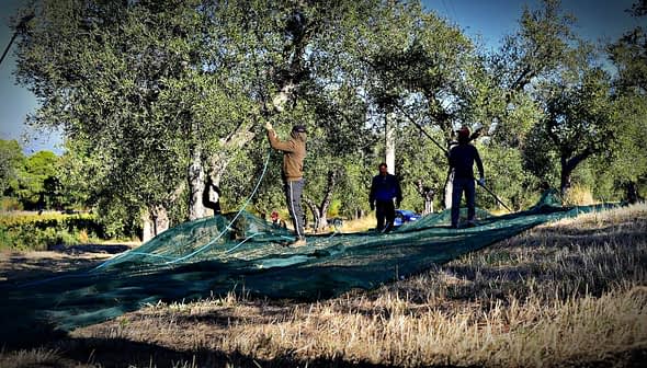 Workers using nets to harvest olives from trees in an olive grove during the harvest season. - Olive Oil Times