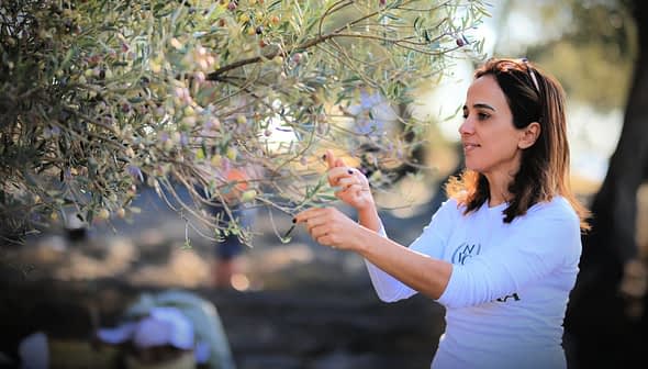 Woman picking olives from a tree during an olive harvest in a natural setting. - Olive Oil Times