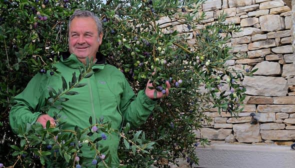 Man in a green jacket standing among olive branches with olives in hand. - Olive Oil Times