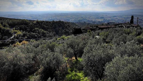 A panoramic view of an olive grove with rolling hills in the background under a cloudy sky. - Olive Oil Times