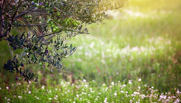 Branch of an olive tree featuring green olives against a blurred background of grass and flowers. - Olive Oil Times