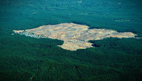 Aerial view of cleared agricultural land surrounded by dense green forest. - Olive Oil Times