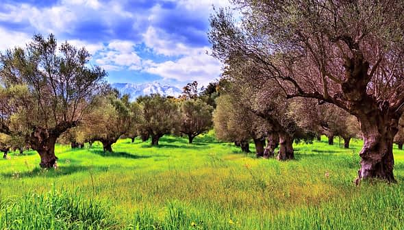 A grove of olive trees with green grass and a cloudy sky in the background. - Olive Oil Times