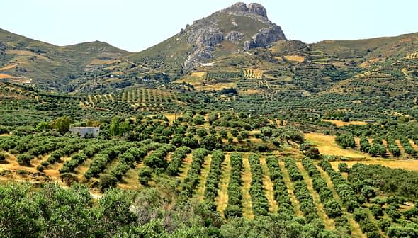Expansive olive grove with neatly arranged trees and a mountain in the background. - Olive Oil Times