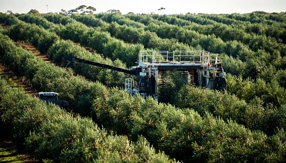 Olive harvesting machine operating in a lush olive grove with rows of olive trees. - Olive Oil Times