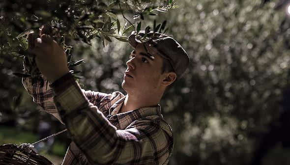 Young man in a cap picking olives from a tree during nighttime. - Olive Oil Times