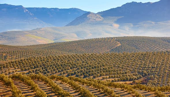 Expansive olive grove with rows of olive trees set against mountainous terrain. - Olive Oil Times