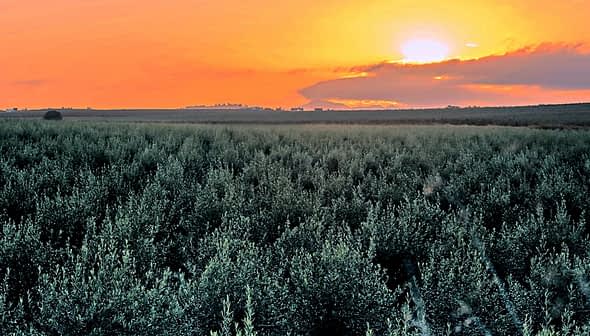 Olive trees in a field under a sunset sky with orange and yellow hues. - Olive Oil Times