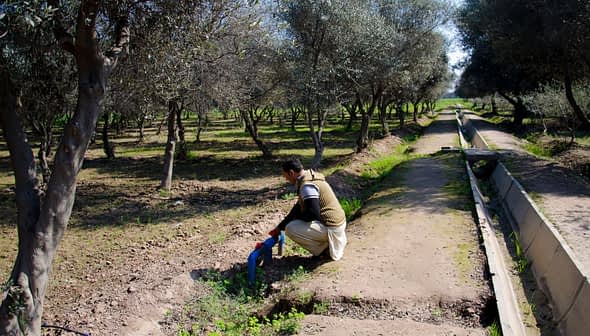 Individual kneeling in an olive grove, tending to the soil near a water channel. - Olive Oil Times