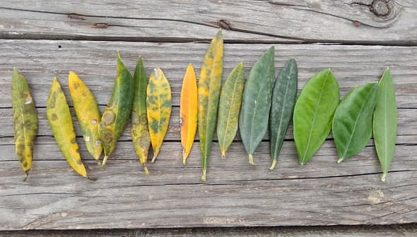 A row of leaves in various colors and conditions arranged on a wooden surface. - Olive Oil Times