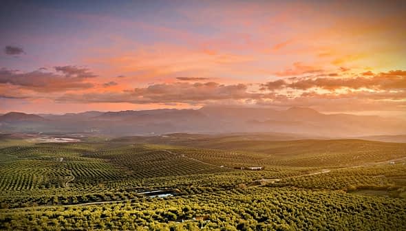 Aerial view of an expansive olive grove landscape under a colorful sunset sky. - Olive Oil Times
