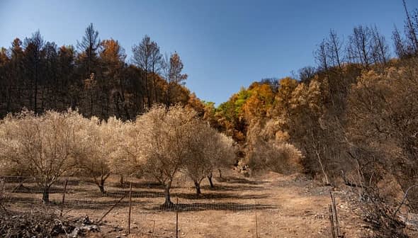 Burned olive trees with scorched branches and a barren landscape in Olympia, Greece. - Olive Oil Times