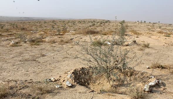 An olive tree growing in a dry, arid landscape with sparse vegetation and rocky soil. - Olive Oil Times