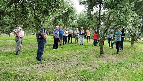 A group of individuals gathered around olive trees in a grove, engaged in discussion. - Olive Oil Times