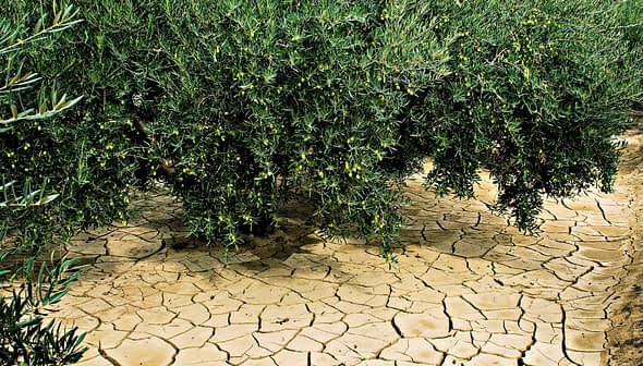 Olive tree with green olives growing on branches above cracked dry soil. - Olive Oil Times