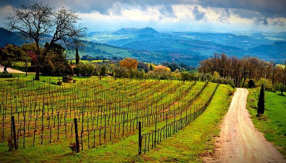 Vast vineyard landscape featuring neatly arranged rows of grapevines on a hillside. - Olive Oil Times